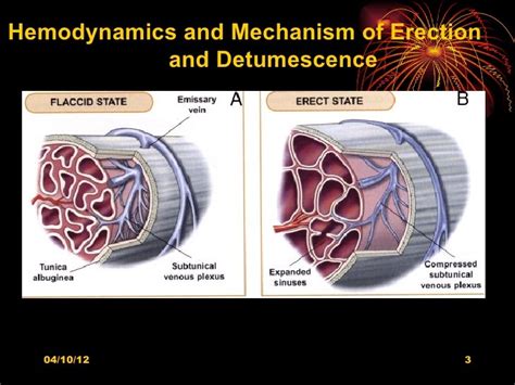 Detumescence Definition & Meaning .